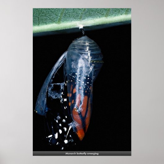 Monboogvlinder komt naar voren poster (Voorkant)