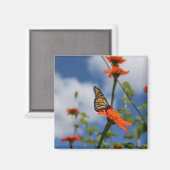 Monboogvlinder Magneet (Voorkant / Achterkant)