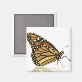 Monboogvlinder Magneet (Voorkant / Achterkant)