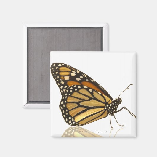 Monboogvlinder Magneet (Voorkant / Achterkant)