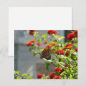 Monboogvlinder op de Struik rode vlinder (Voorkant / Achterkant)