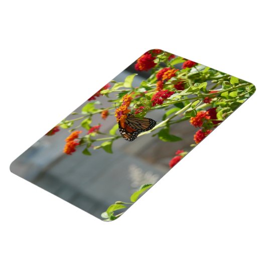 Monboogvlinder op de Struik rode vlinder Magneet (Linkerzijde)