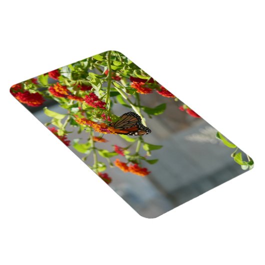 Monboogvlinder op de Struik rode vlinder Magneet (Rechterzijde)