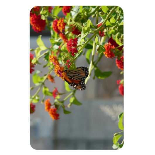 Monboogvlinder op de Struik rode vlinder Magneet (Verticaal)