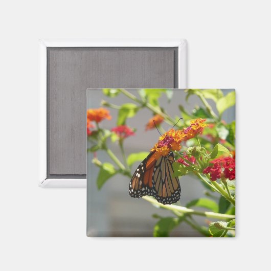 Monboogvlinder op de Struik rode vlinder Magneet (Voorkant / Achterkant)