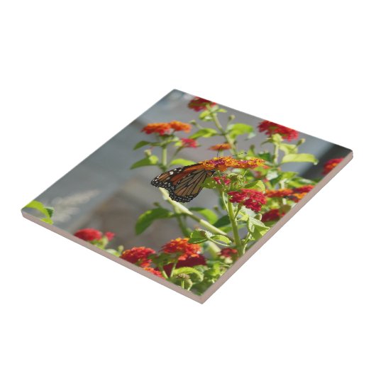 Monboogvlinder op de Struik rode vlinder Tegeltje (Zijkant)