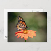 Monboogvlinder op een oranje bloem briefkaart (Voorkant / Achterkant)