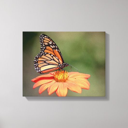 Monboogvlinder op een oranje bloem canvas afdruk (Voorkant)