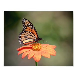 Monboogvlinder op een oranje bloem foto afdruk