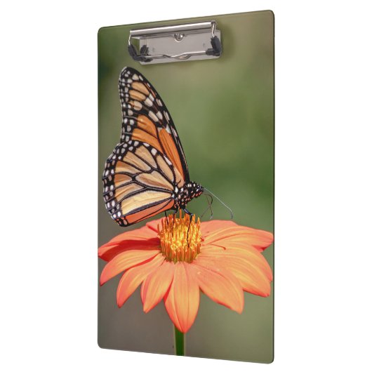 Monboogvlinder op een oranje bloem klembord (Links)