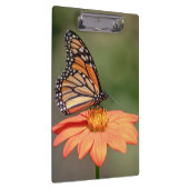 Monboogvlinder op een oranje bloem klembord (Rechts)