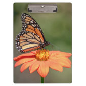 Monboogvlinder op een oranje bloem klembord (Voorkant)