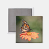 Monboogvlinder op een oranje bloem magneet (Voorkant / Achterkant)