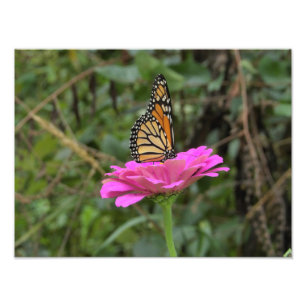 Monboogvlinder op een roze zinnievloer foto afdruk