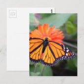 Monboogvlinder op oranje bloem briefkaart (Voorkant / Achterkant)