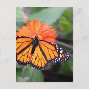 Monboogvlinder op oranje bloem briefkaart