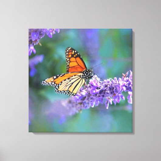 Monboogvlinder op Paarse lila ventilator Canvas Afdruk (Voorkant)