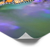 Monboogvlinder op Paarse lila ventilator Poster (Hoek)