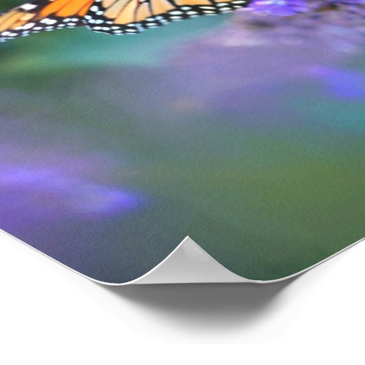 Monboogvlinder op Paarse lila ventilator Poster (Hoek)