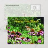 Monboogvlinder op paarse prairieverklikker briefkaart (Voorkant / Achterkant)