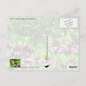 Monboogvlinder op paarse prairieverklikker briefkaart (Achterkant)