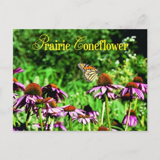 Monboogvlinder op paarse prairieverklikker briefkaart (Voorkant)