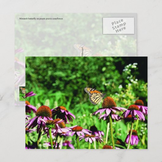 Monboogvlinder op paarse prairieverklikker briefkaart (Voorkant / Achterkant)