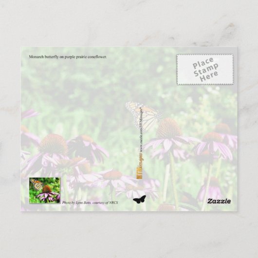 Monboogvlinder op paarse prairieverklikker briefkaart (Achterkant)