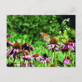 Monboogvlinder op paarse prairieverklikker briefkaart (Voorkant)