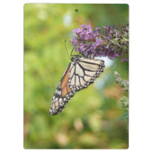 Monboogvlinder op Paarse vlinderStruik Klembord (Achterkant)