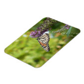 Monboogvlinder op Paarse vlinderStruik Magneet (Linkerzijde)