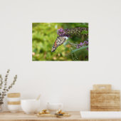 Monboogvlinder op Paarse vlinderStruik Poster (Keuken)