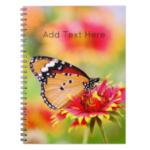 Monboogvlinder op rode en gele bloem