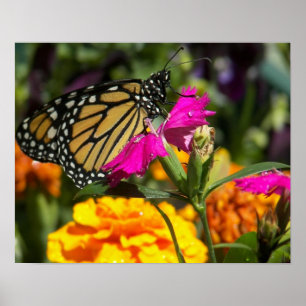 Monboogvlinder op roze marigold poster