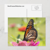 Monboogvlinder op roze ventiel briefkaart (Voorkant / Achterkant)