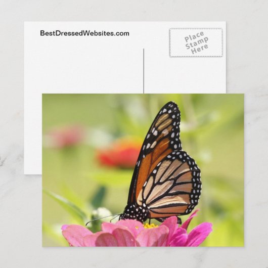 Monboogvlinder op roze ventiel briefkaart (Voorkant / Achterkant)