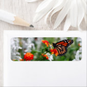 Monboogvlinder op Sinaasappel en rode lantana Etiket (Insitu)