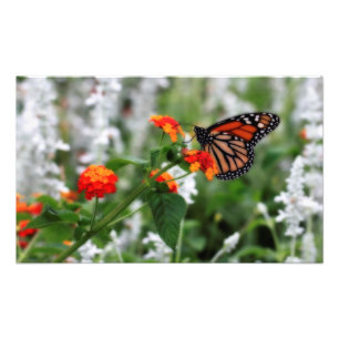 Monboogvlinder op Sinaasappel en rode lantana Foto Afdruk