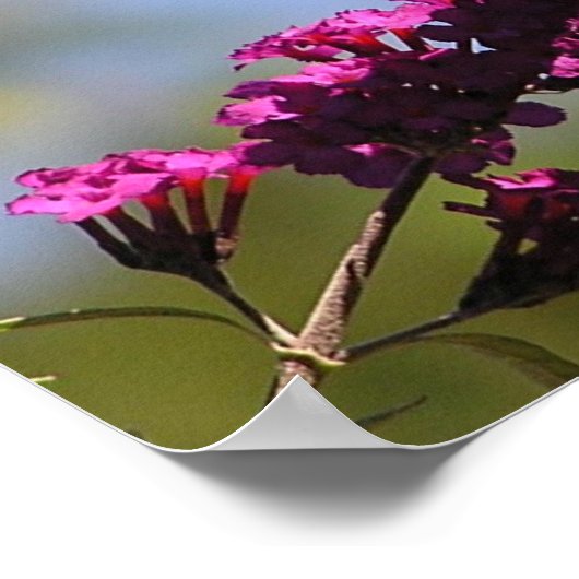 Monboogvlinder Poster (Hoek)