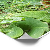 Monboogvlinder Poster (Hoek)