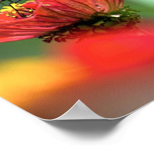 Monboogvlinder Poster (Hoek)