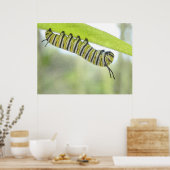 Monboogvlinder-stencijler voor het verkennen van e poster (Keuken)