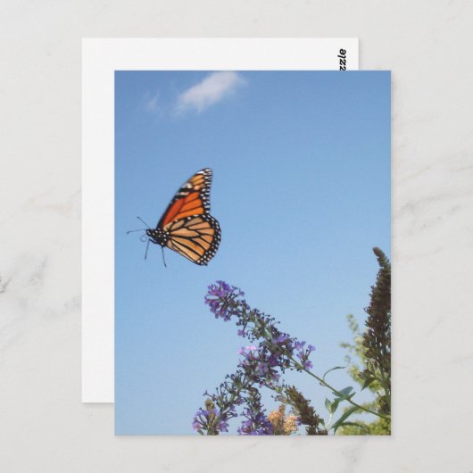 Monboogvlinder tijdens de vlucht briefkaart (Voorkant / Achterkant)