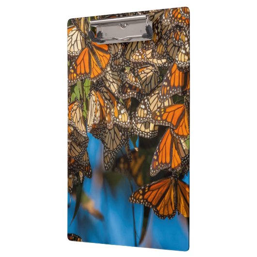 Monboogvlinders migreren naar bladeren klembord (Links)