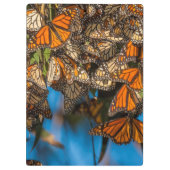 Monboogvlinders migreren naar bladeren klembord (Achterkant)