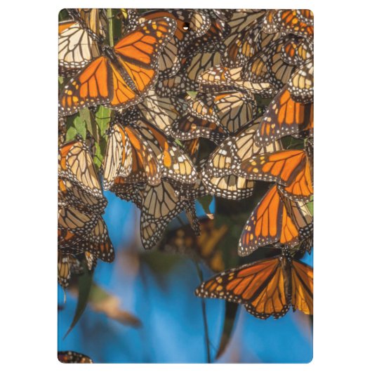 Monboogvlinders migreren naar bladeren klembord (Achterkant)