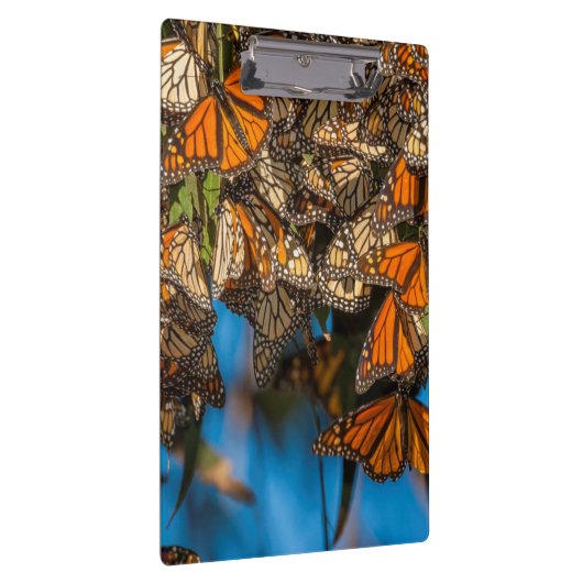 Monboogvlinders migreren naar bladeren klembord (Rechts)