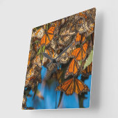 Monboogvlinders migreren naar bladeren vierkante klok (Hoek)