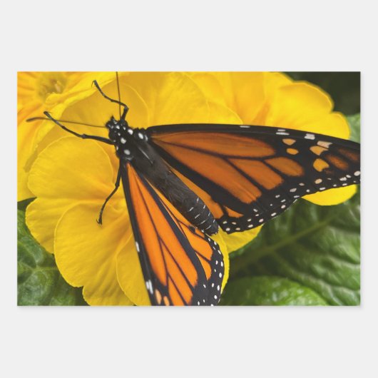 Monboogvlinderverpakkingspapier Inpakpapier Vel (Voorkant 2)