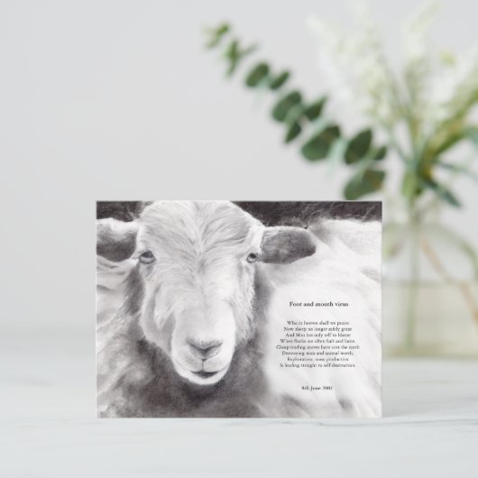 Mond- en klauwzeervirus - briefkaart van schapen (Staand voorkant)